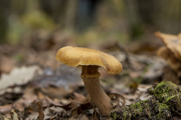 Mushroom in autumn forest