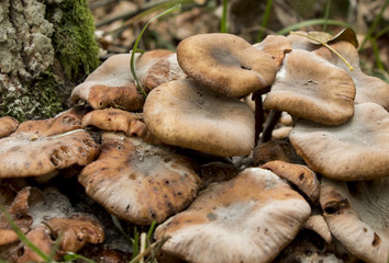 Mushroom in autumn forest