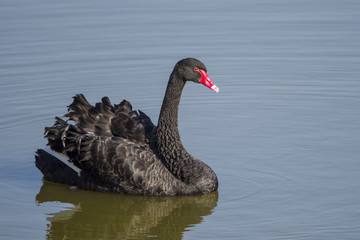Beautiful black swan