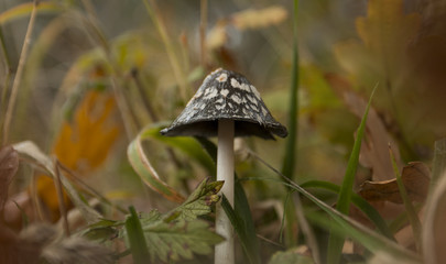 Mushroom in autumn forest