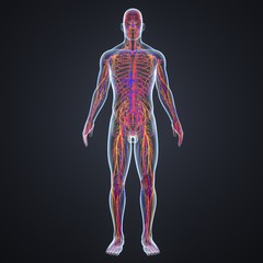 Circulatory System with Lymph Nodes