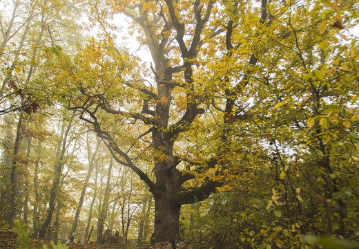 Giant Oak Tree
