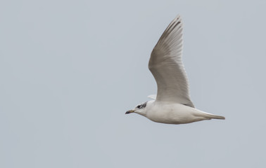 Fototapeta na wymiar Flying Mediterranean Gull
