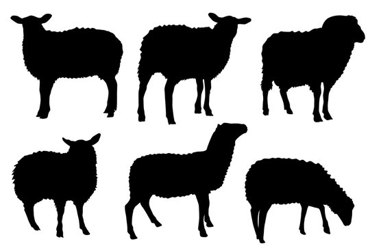 lamb lying silhouette