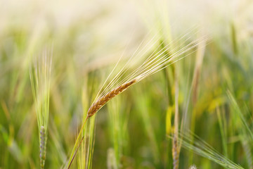 One ear of rye grows on a farmer's field of cereal crops. Wheat spike it blurred light yellow...