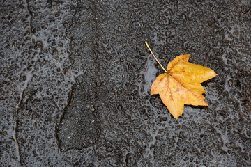 Maple leave on wet road, top view