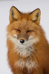 Winter Red Fox in Whitehorse, Yukon, Canada