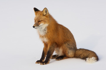 Naklejka na ściany i meble Winter Red Fox in Whitehorse, Yukon, Canada