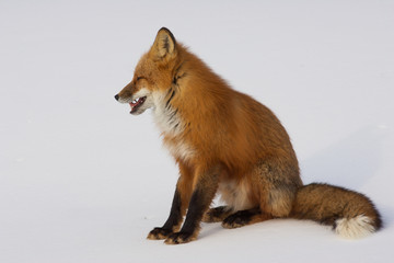 Winter Red Fox in Whitehorse, Yukon, Canada