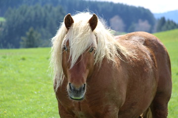 cheval comtois
