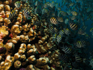 Coral reef with tropical fish