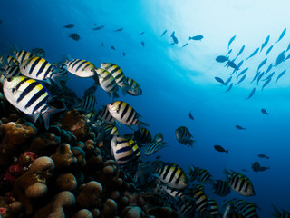 Obraz na płótnie Canvas Coral reef with tropical fish