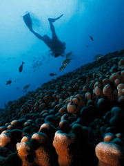 Scuba diver silhouette with coral