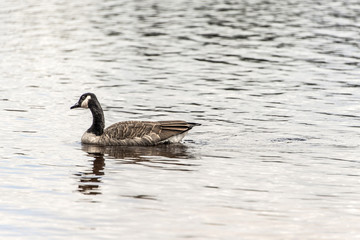 Ducks swimming on lake of two rivers in algonquin national park ontario canada wildlife background