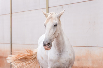 White horse with brown tail, looking into the eyes of the viewer 