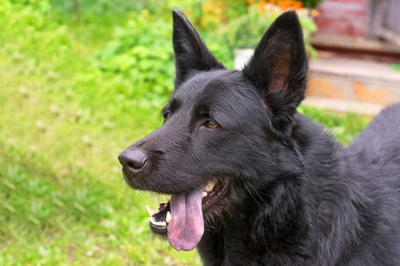 Caucasian Shepherd Dog