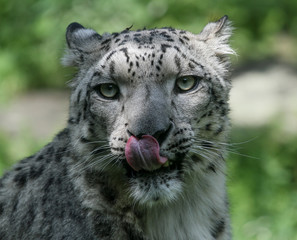 Snow Leopard