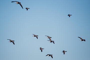 Brent Goose, Branta bernicla - Dawlish Warren, England