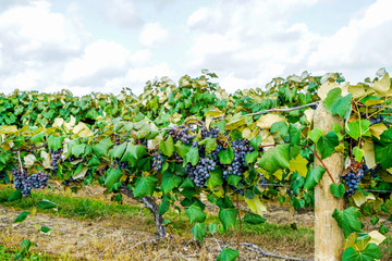 The concord grapes in northeast Ohio are almost ripe you can tell by the sweet aroma they put in the air. © Richard
