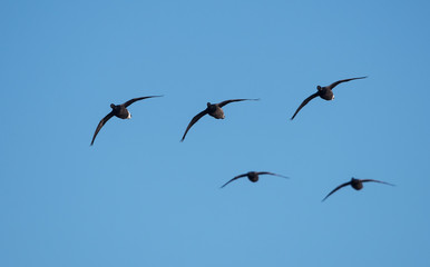 Brent Goose, Branta bernicla - Dawlish Warren, England