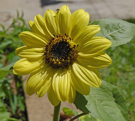 Sunflower with a tiny beetle on a petal