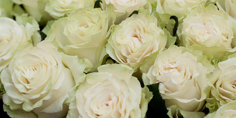 bouquet of beautiful delicate white roses