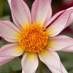 beautiful pink flower with striped petals