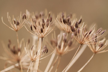 dry autumn grass with elongated, oval seeds on the umbellate inflorescence