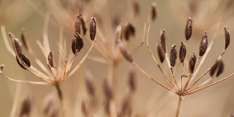 dry autumn grass with elongated, oval seeds on the umbellate inflorescence