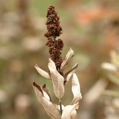 dry autumn branch of a plant with leaves and inflorescence