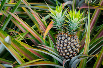 Pineapple fruit in farm