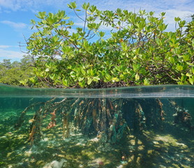 Mangrove tree over and under water surface, green foliage above waterline and roots with marine...