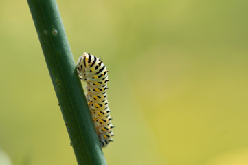 Swallowtail caterpillar or papilio machaon