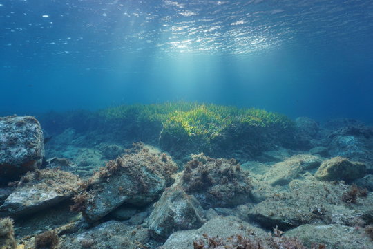 Underwater rocks and seagrass on the seabed with natural sunlight through water surface, Mediterranean sea, Costa Brava, Spain