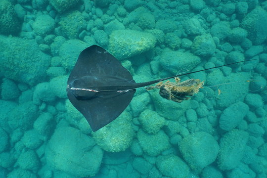 Underwater a common stingray, Dasyatis pastinaca, with a severe injury, tangled in a fishing line, seen from above, Mediterranean sea, Costa Brava, Catalonia, Spain