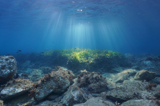 Underwater seascape natural sunbeams through water surface on a seabed with rocks and seagrass, Mediterranean sea, Catalonia, Roses, Costa Brava, Spain