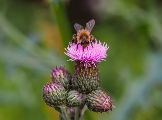 Honey bee collecting pollen from blooming creeping thistle flower.