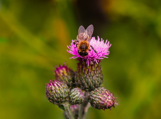 Honey bee collecting pollen from blooming creeping thistle flower.