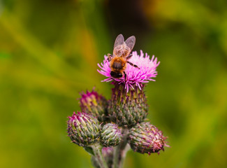 Honey bee collecting pollen from blooming creeping thistle flower.