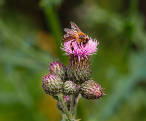 Honey bee collecting pollen from blooming creeping thistle flower.