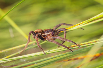 Gerandete Jagdspinne - Dolomedes fimbriatus