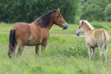 Naklejka na ściany i meble The herd of bronco are on summer pasture. A bay mare and her palomino foal are grazing in a meadow. Two wild horses are on blurred green background.