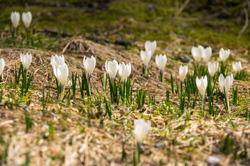 Crocus flowers in the high mountains