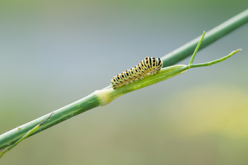 Swallowtail caterpillar or papilio machaon