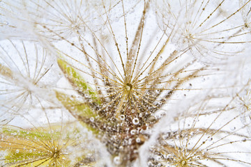 Dandelion with dew as background. Close-up of dewdrop on the head of dandelion.