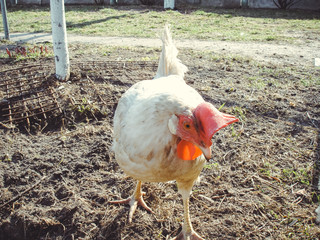 Hen on a domestic farm