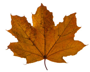 yellow maple leaf on a white background is the most commonly used sun symbol
