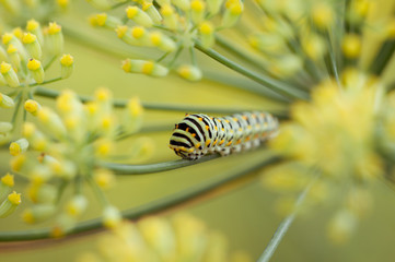 Swallowtail caterpillar or papilio machaon