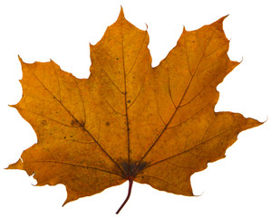 yellow maple leaf on a white background is the most commonly used sun symbol