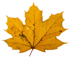 yellow maple leaf on a white background is the most commonly used sun symbol
